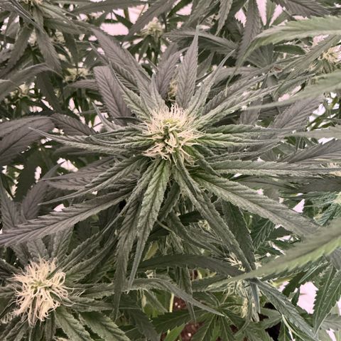 Blue Tint x Onion Bhaji #13 growlog photo: Trichomes are coming in nice you can see them with the naked eye. Start of week which will be this Friday coming up I will feed last batch of nutrients then I will start the flush process. 