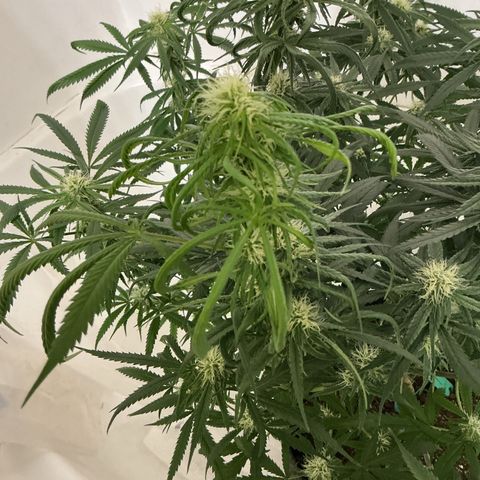 Blue Tint x Onion Bhaji #13 growlog photo: Trichomes are coming in nice you can see them with the naked eye. Start of week which will be this Friday coming up I will feed last batch of nutrients then I will start the flush process. 