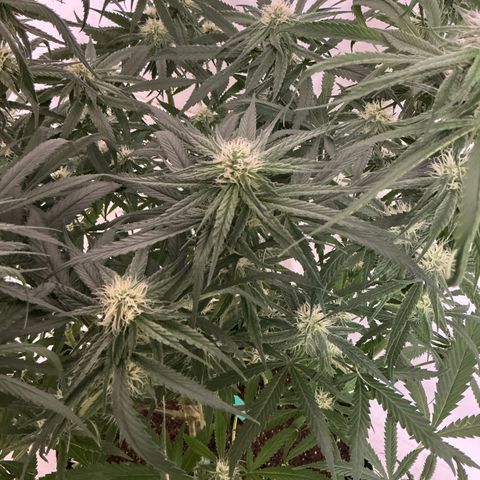 Blue Tint x Onion Bhaji #13 growlog photo: Trichomes are coming in nice you can see them with the naked eye. Start of week which will be this Friday coming up I will feed last batch of nutrients then I will start the flush process. 