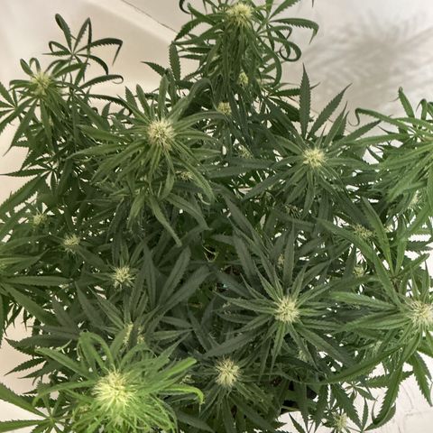 Blue Tint x Onion Bhaji #13 growlog photo: Trichomes are coming in nice you can see them with the naked eye. Start of week which will be this Friday coming up I will feed last batch of nutrients then I will start the flush process. 