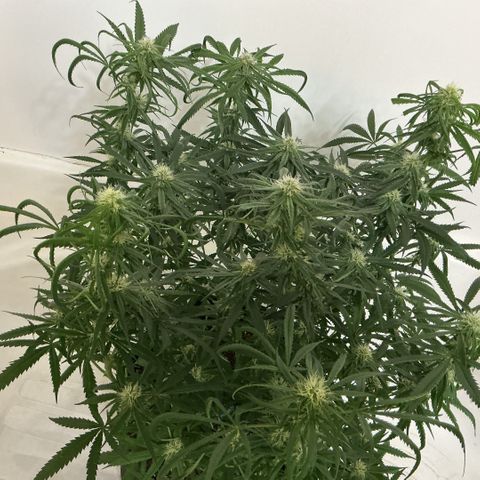 Blue Tint x Onion Bhaji #13 growlog photo: Trichomes are coming in nice you can see them with the naked eye. Start of week which will be this Friday coming up I will feed last batch of nutrients then I will start the flush process. 