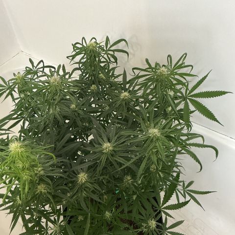 Blue Tint x Onion Bhaji #13 growlog photo: Trichomes are coming in nice you can see them with the naked eye. Start of week which will be this Friday coming up I will feed last batch of nutrients then I will start the flush process. 