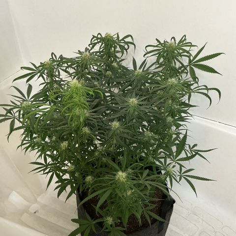 Blue Tint x Onion Bhaji #13 growlog photo: Trichomes are coming in nice you can see them with the naked eye. Start of week which will be this Friday coming up I will feed last batch of nutrients then I will start the flush process. 