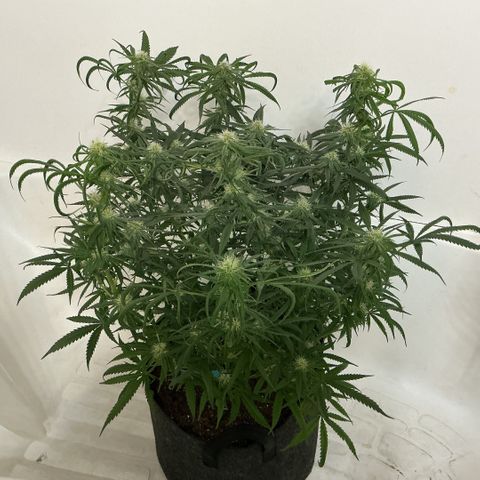 Blue Tint x Onion Bhaji #13 growlog timeline photo