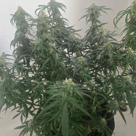 Blue Tint x Onion Bhaji #13 growlog photo: Cleaned the closest and cleaned the bottom of the pot really good. Placed in closet after watering with plain water. 