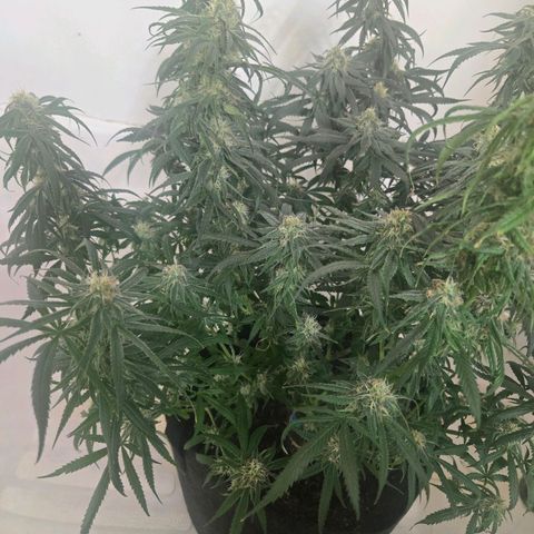 Blue Tint x Onion Bhaji #13 growlog photo: Cleaned the closest and cleaned the bottom of the pot really good. Placed in closet after watering with plain water. 