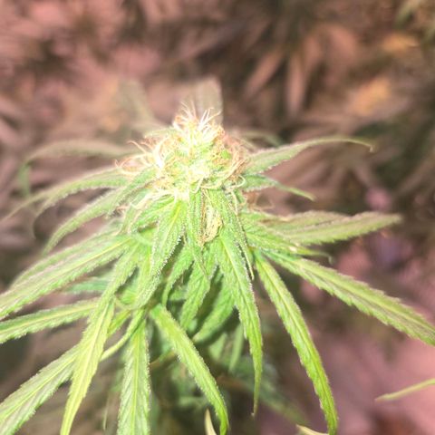 Blue Tint x Onion Bhaji #13 growlog photo: Plant is ripening well. Will give one final dose of morbloom and continue light feeding with cal mag until flushing week. Which will be in about 2 weeks. 