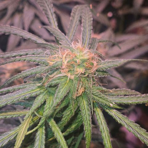 Blue Tint x Onion Bhaji #13 growlog photo: Plant is ripening well. Will give one final dose of morbloom and continue light feeding with cal mag until flushing week. Which will be in about 2 weeks. 