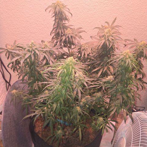 Blue Tint x Onion Bhaji #13 growlog photo: Plant is ripening well. Will give one final dose of morbloom and continue light feeding with cal mag until flushing week. Which will be in about 2 weeks. 