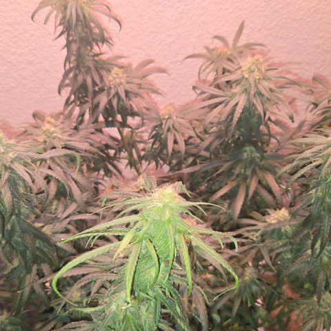 Blue Tint x Onion Bhaji #13 growlog photo: Plant is ripening well. Will give one final dose of morbloom and continue light feeding with cal mag until flushing week. Which will be in about 2 weeks. 
