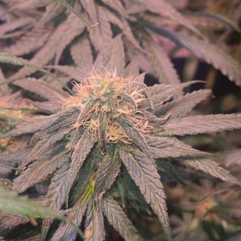 Blue Tint x Onion Bhaji #13 growlog photo: Plant is ripening well. Will give one final dose of morbloom and continue light feeding with cal mag until flushing week. Which will be in about 2 weeks. 