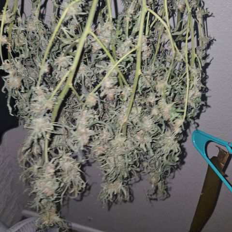 Blue Tint x Onion Bhaji #13 growlog timeline photo