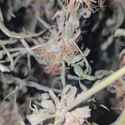 Blue Tint x Onion Bhaji #13 growlog timeline photo