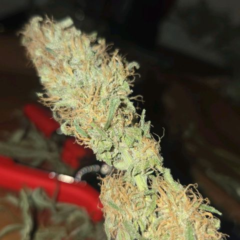 Blue Tint x Onion Bhaji #13 growlog timeline photo