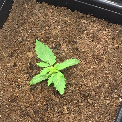 Alien #4 growlog timeline photo