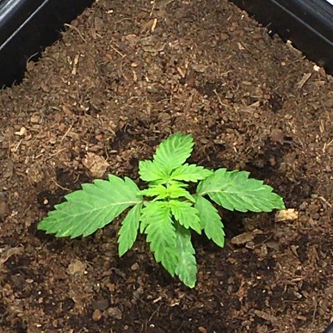 Alien #4 growlog timeline photo