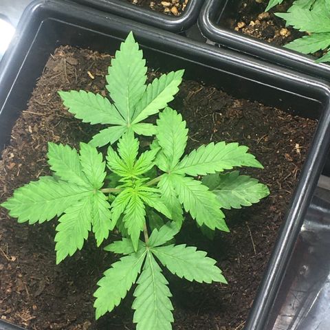 Alien #4 growlog timeline photo