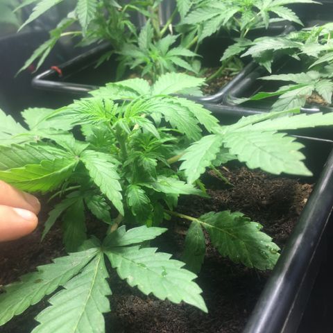 Alien #4 growlog timeline photo