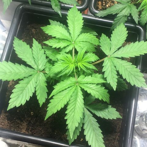 Alien #4 growlog timeline photo