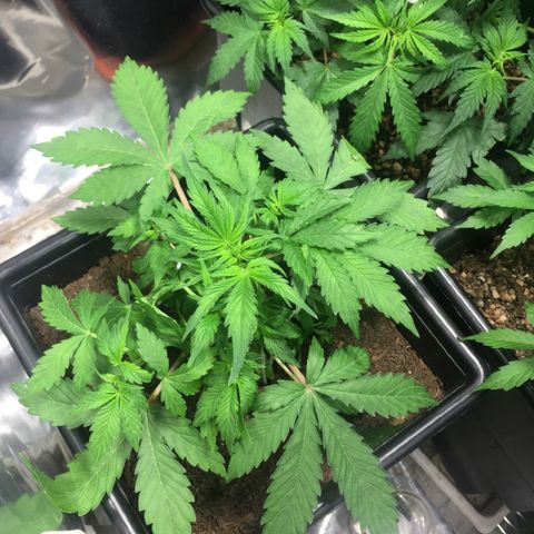 Alien #4 growlog timeline photo