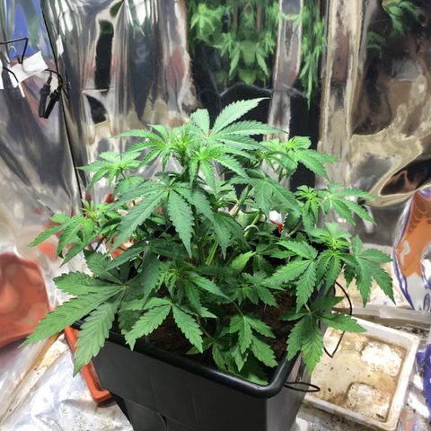 Alien #4 growlog timeline photo
