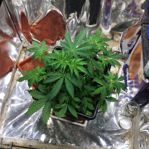 Alien #4 growlog timeline photo