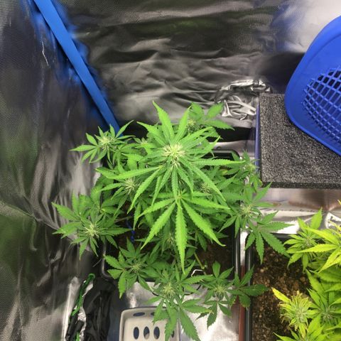 Alien #4 growlog timeline photo