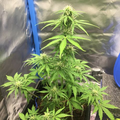 Alien #4 growlog timeline photo