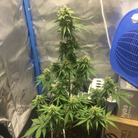 Alien #4 growlog timeline photo