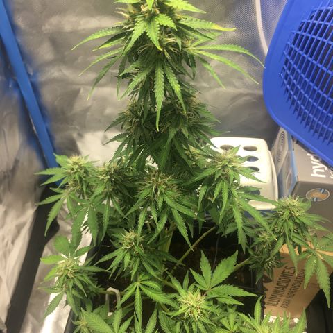Alien #4 growlog timeline photo