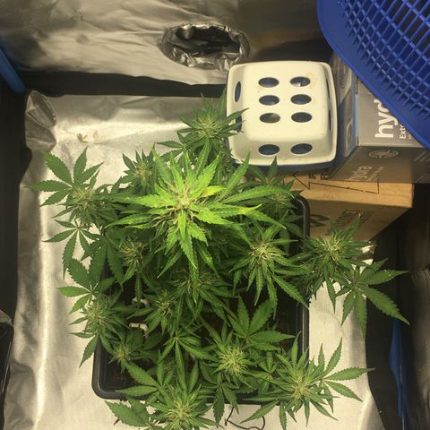 Alien #4 growlog timeline photo