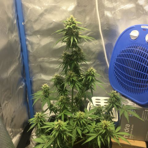 Alien #4 growlog timeline photo
