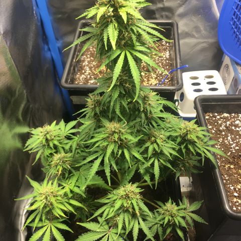 Alien #4 growlog timeline photo
