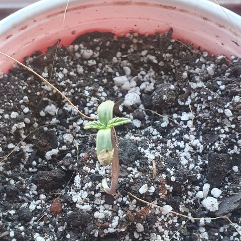 Ciclo 02 growlog timeline photo