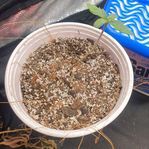 Ciclo 02 growlog timeline photo