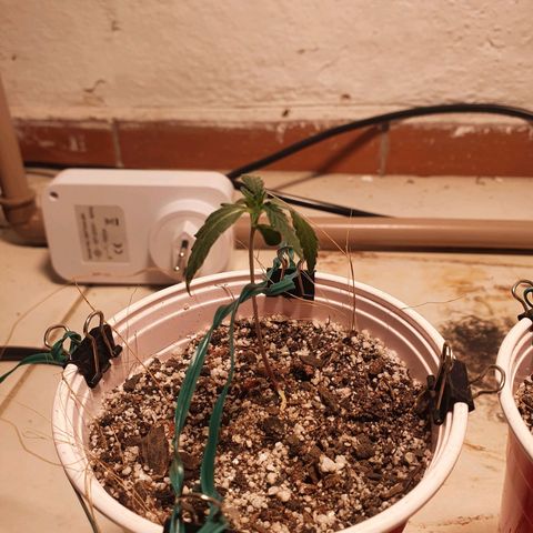 Ciclo 02 growlog timeline photo
