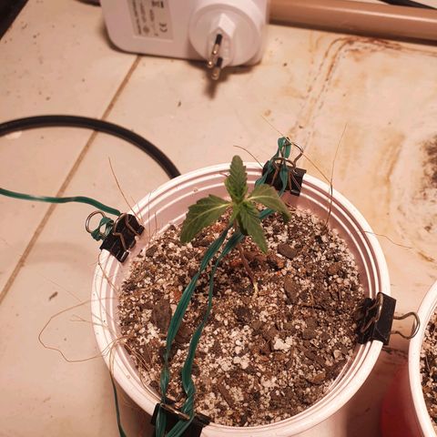 Ciclo 02 growlog timeline photo