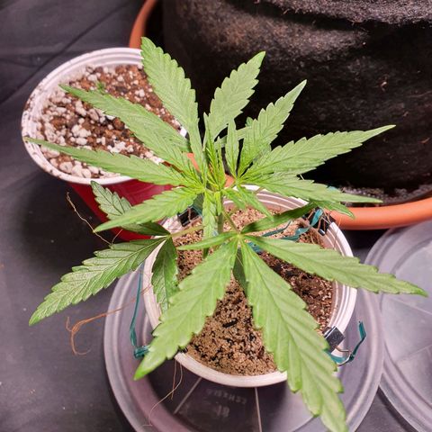 Ciclo 02 growlog timeline photo