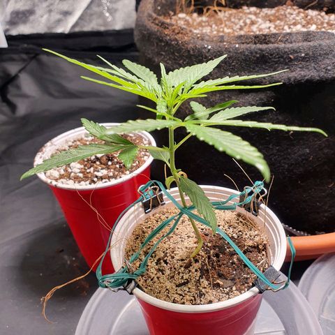 Ciclo 02 growlog timeline photo