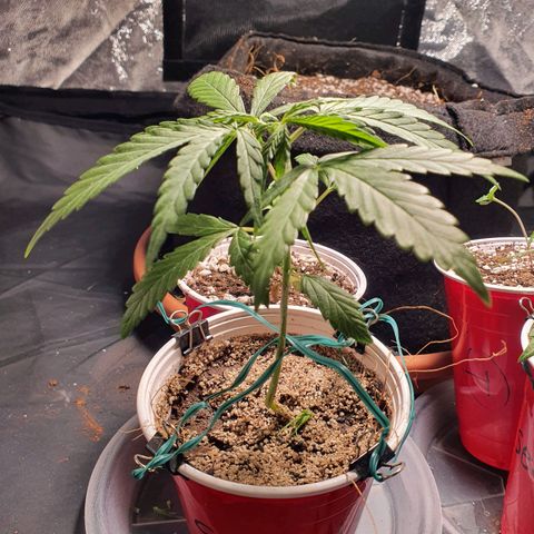 Ciclo 02 growlog timeline photo