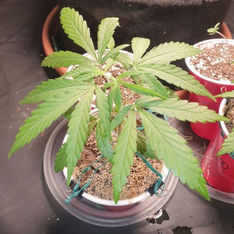 Ciclo 02 growlog timeline photo