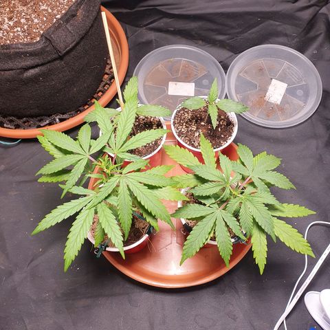 Ciclo 02 growlog timeline photo