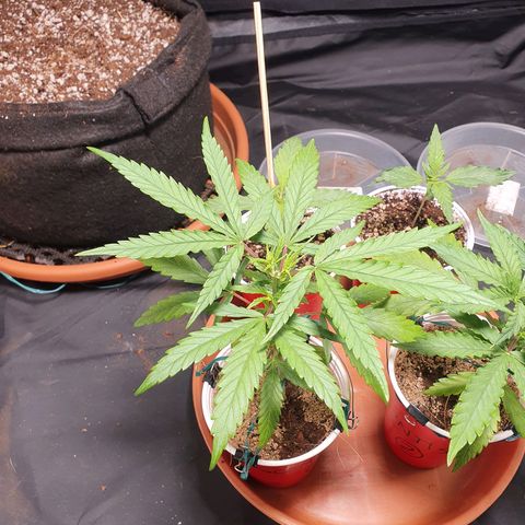 Ciclo 02 growlog timeline photo