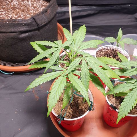 Ciclo 02 growlog timeline photo