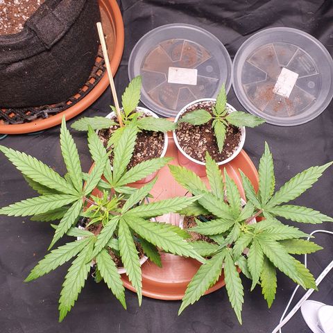 Ciclo 02 growlog timeline photo