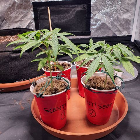 Ciclo 02 growlog timeline photo