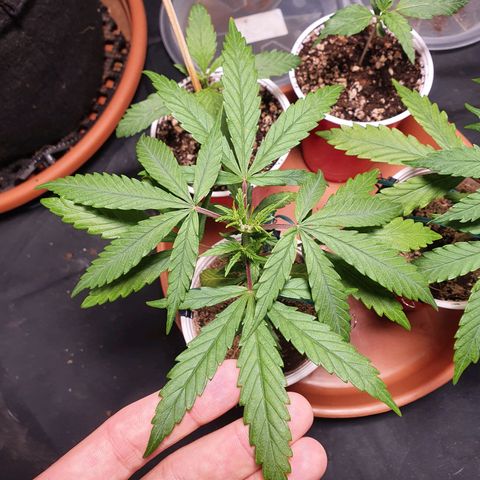 Ciclo 02 growlog timeline photo