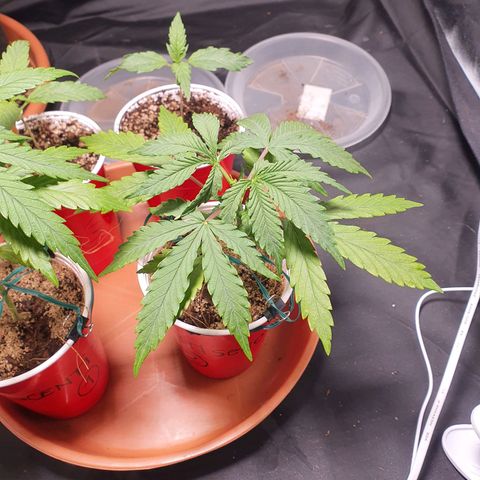 Ciclo 02 growlog timeline photo