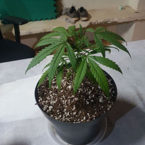 Ciclo 02 growlog photo: Transplate pra vaso de plastico