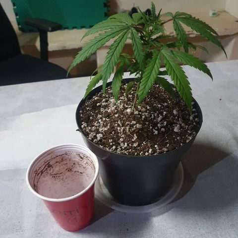 Ciclo 02 growlog photo: Transplate pra vaso de plastico